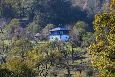 کلبه کلبه جنگلی سکوت