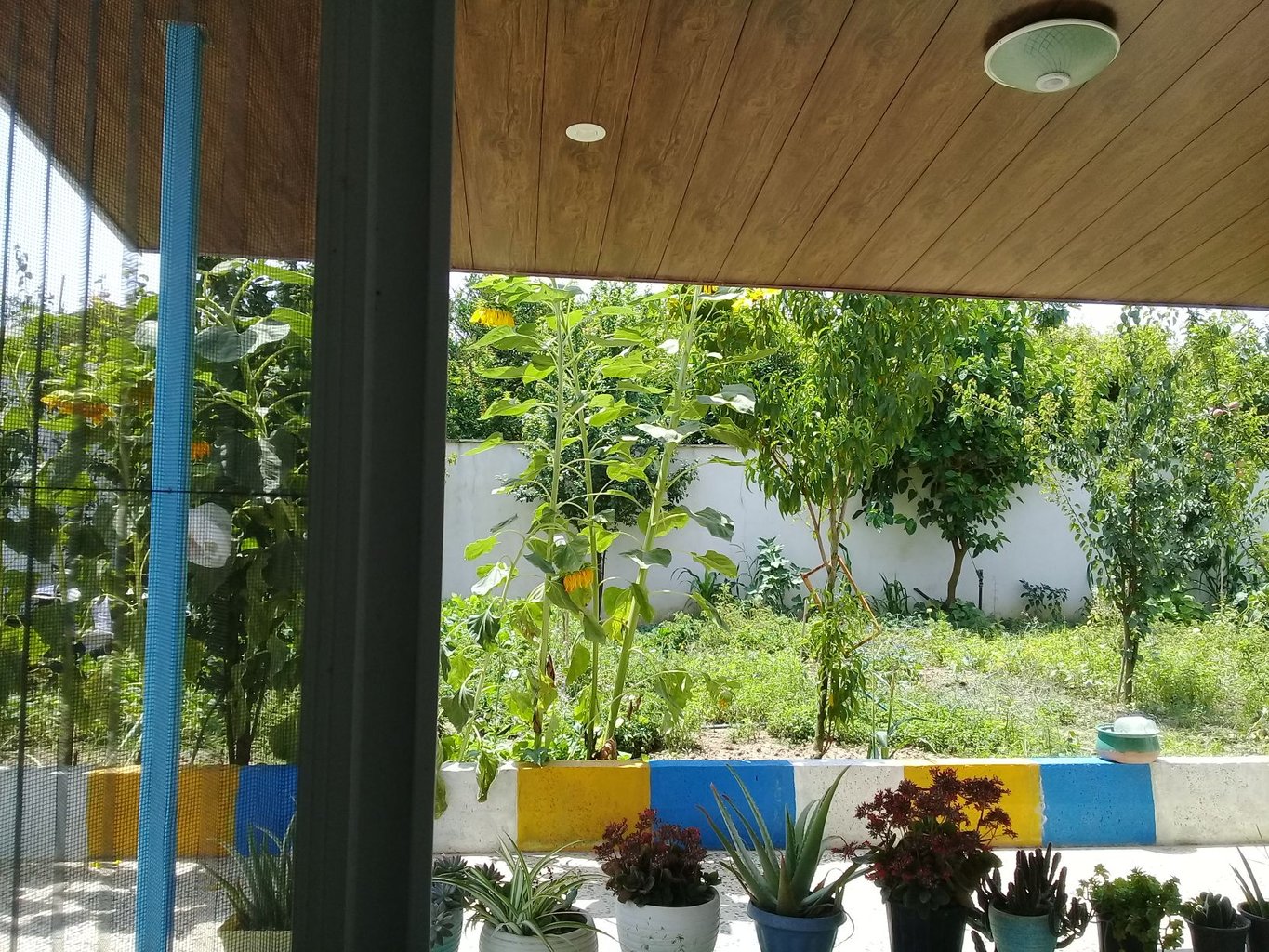 سوئیت یک خوابه شیرودی