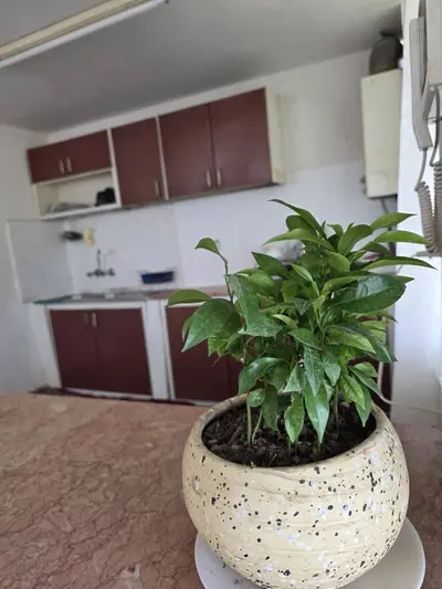 سوئیت یک خوابه قلی نیا 1