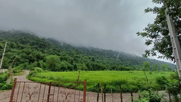 ویلا دوخوابه جنگلی رودخانه 1 - شالی روبه روبه روی ویلا فصل بهار