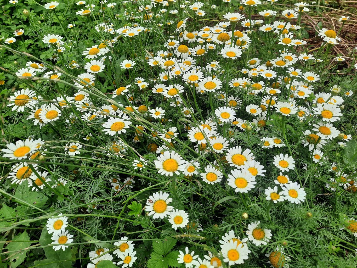 گل و بلبل - واحد ۱