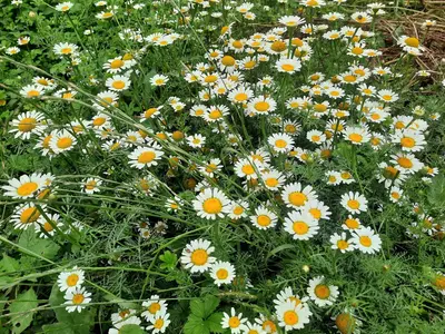 اقامتگاه سنتی گل و بلبل - واحد ۱