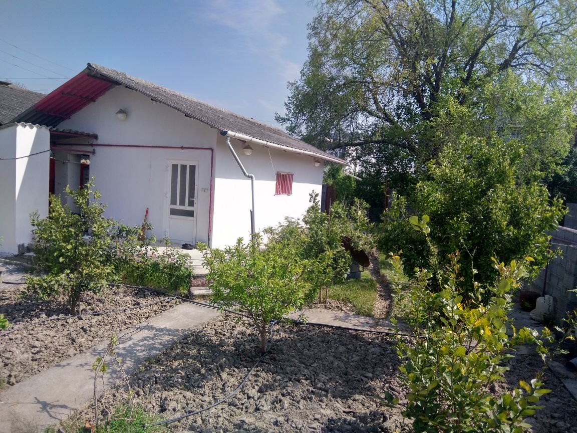 فلت جنگلی پامچال 1