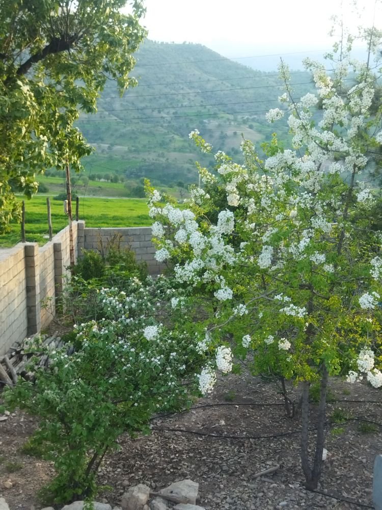 ویلا یک خوابه شولیز - ویو