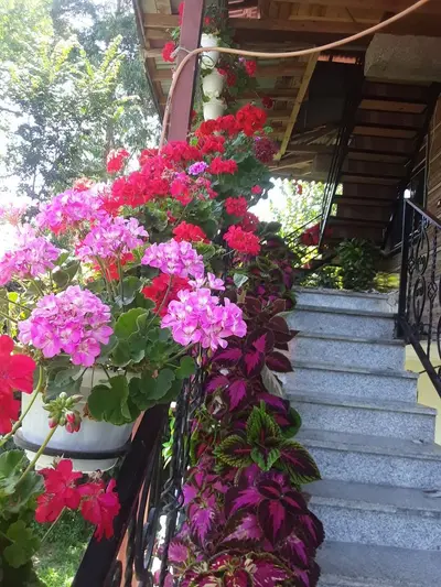 ویلا یک خوابه باغ گل شمعدونی