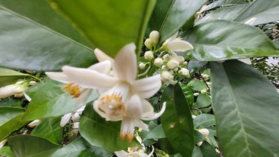 ویلا دوخوابه مارکوه1