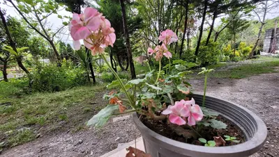 ویلا دوخوابه مارکوه1