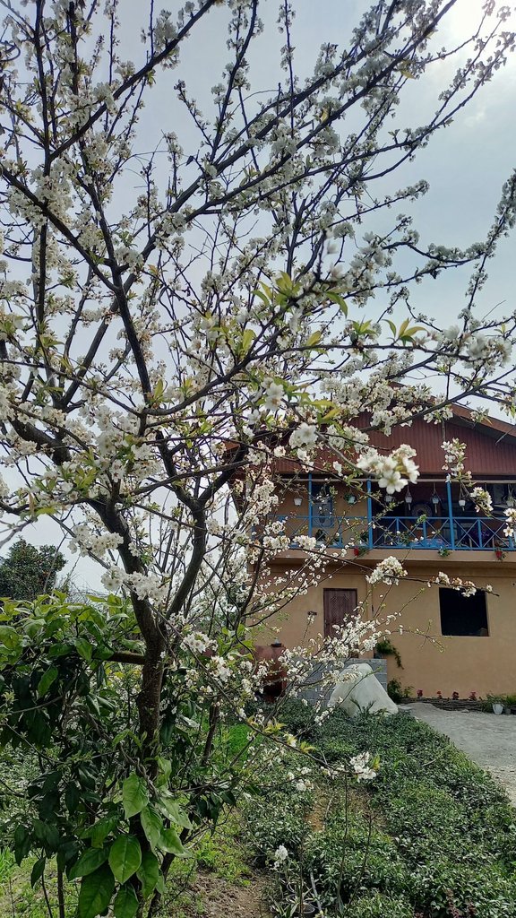 اقامتگاه سنتی یک خوابه آوای زندگی - تصویر درفصل بهار
