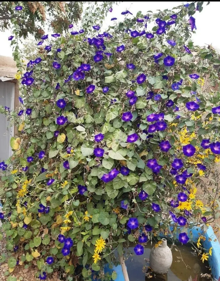 اقامتگاه سنتی بابا علی - واحد تندوره