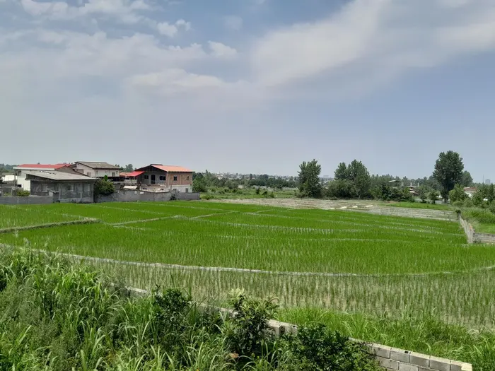 یک خوابه جنگلی شقایق 11 - نمای ویو از پنجره 