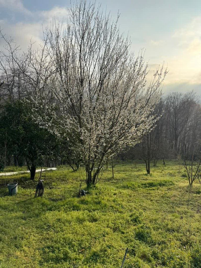 ویلا یک خوابه جنگلی استخردار آبگرم آوان