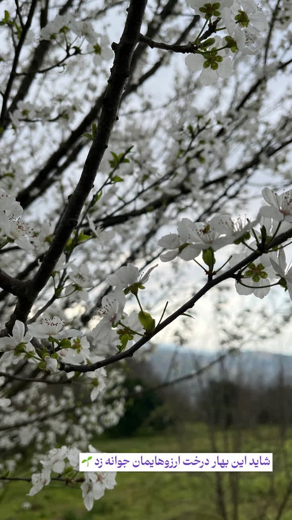 ویلا یک خوابه جنگلی استخردار آبگرم آوان