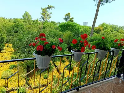 ویلا دوخوابه جنگلی چشم انداز 10