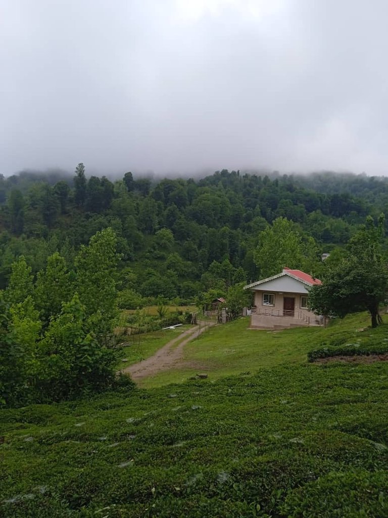 دوخوابه جنگلی گشت رودخان