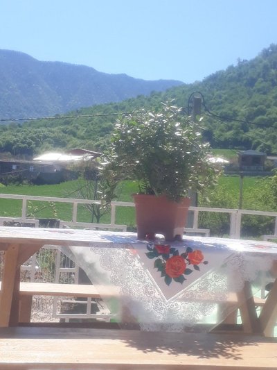 سوئیت فلت جنگلی حسینی 1