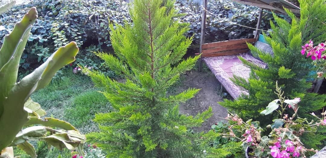 دوخوابه جنگلی کاوه 1