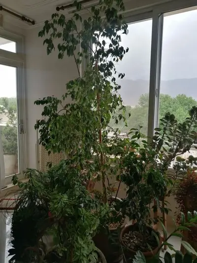 آپارتمان یک خوابه خانه گلها چمران