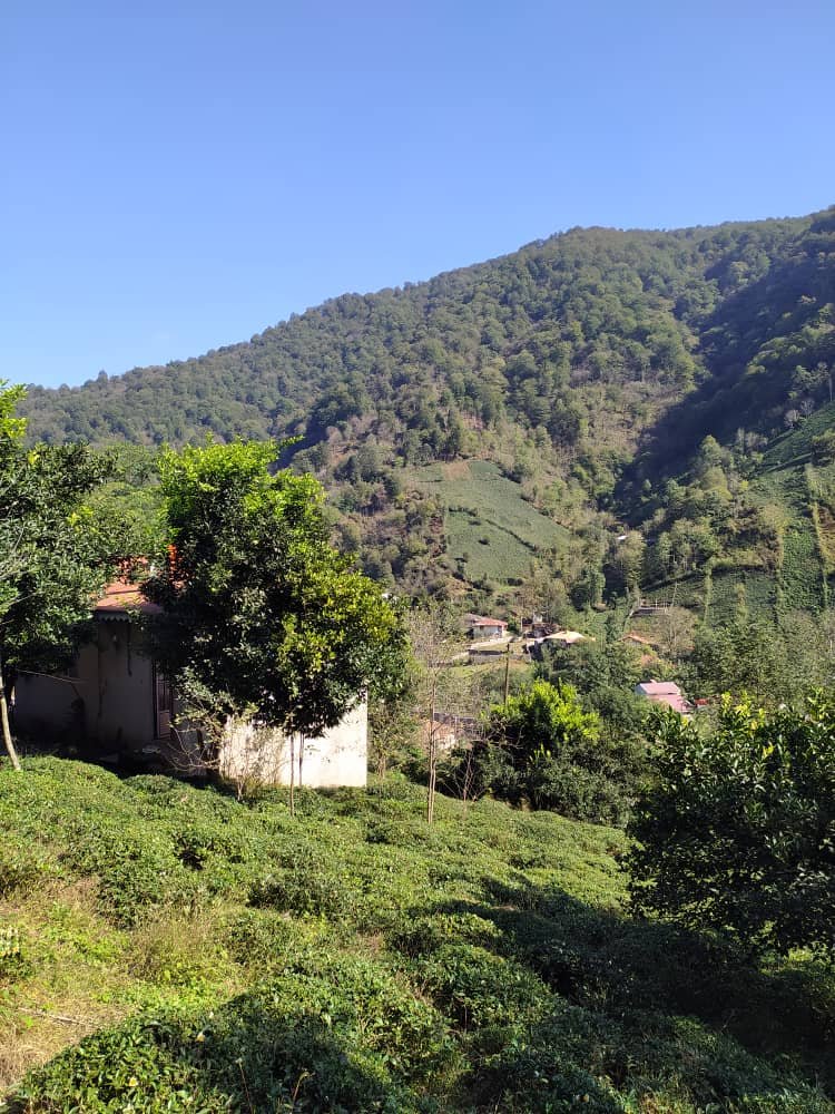 یک خوابه جنگلی باغ سیاه مزگی