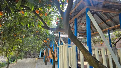 بومگردی شالیزار - واحد 7