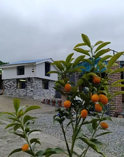 کلبه فلت جنگلی ماه سو ٣