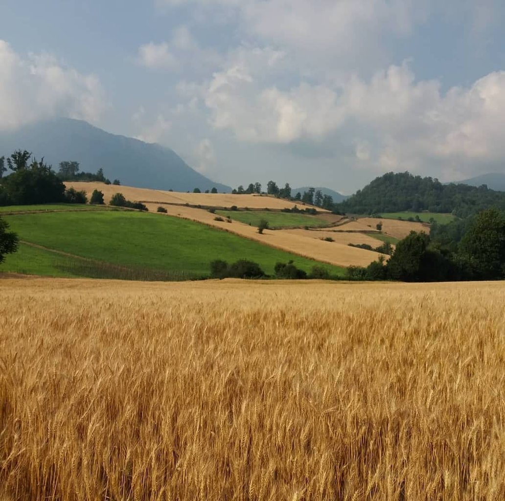 ویلا بارانک - واحد 8