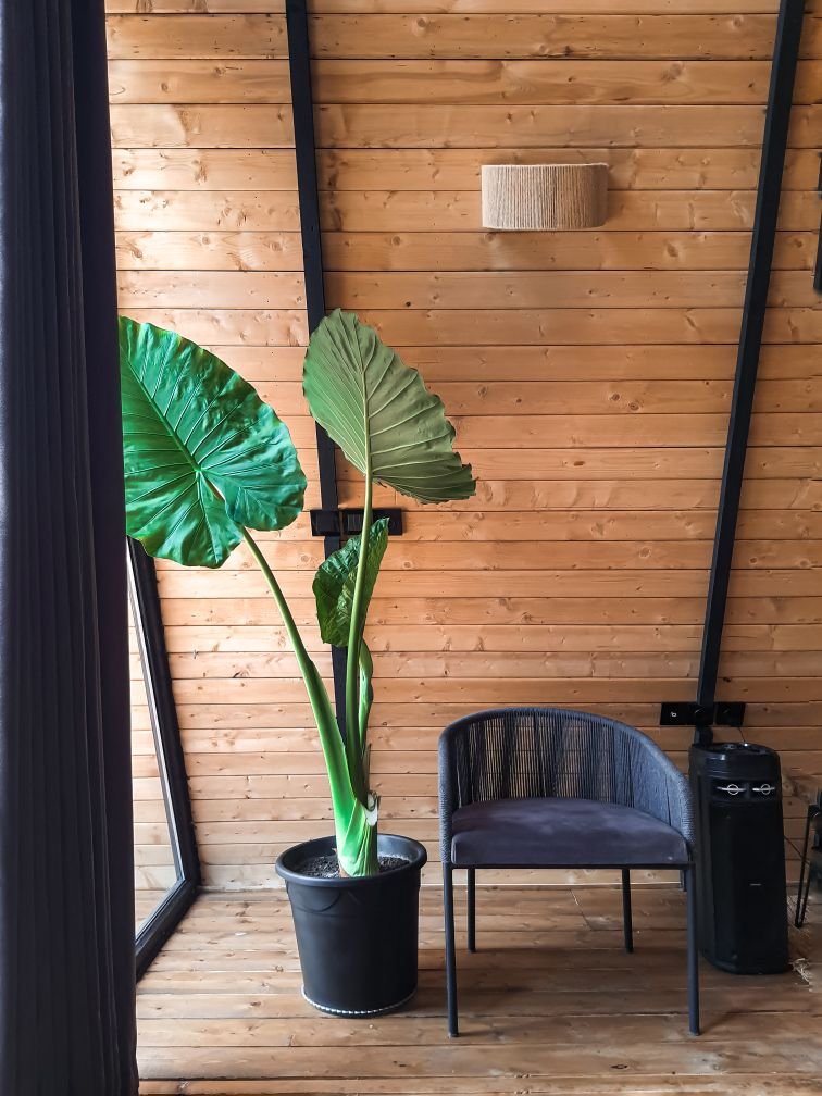 دوخوابه یاشیک