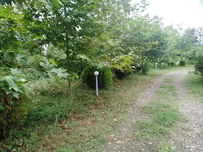 سوئیت یک خوابه جنگلی هفت اقلیم 625