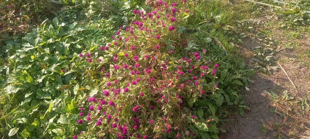 آپارتمان باچشم انداز جنگل ودریا