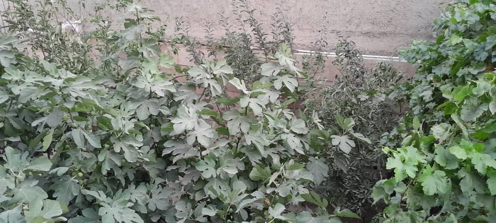 دوخوابه برکه پلاس