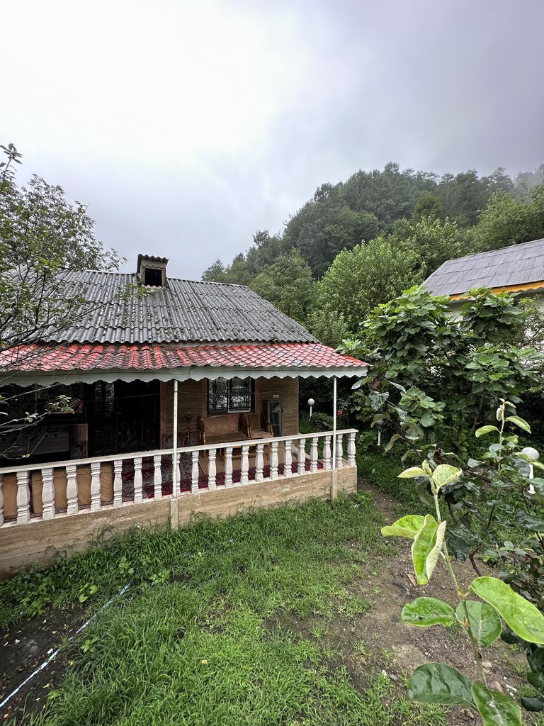 دوخوابه جنگلی تی تی