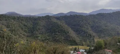 سوئیت فلت جنگلی اری