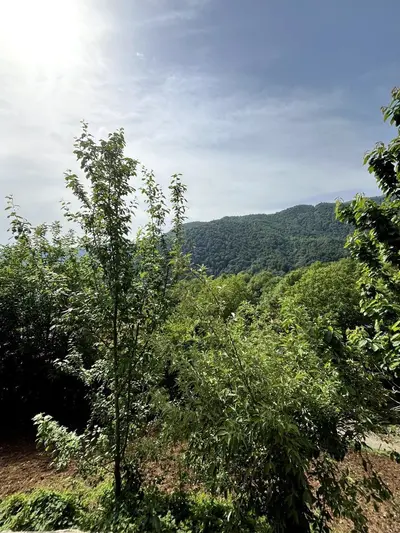 ویلا دوخوابه جنگلی وحدت