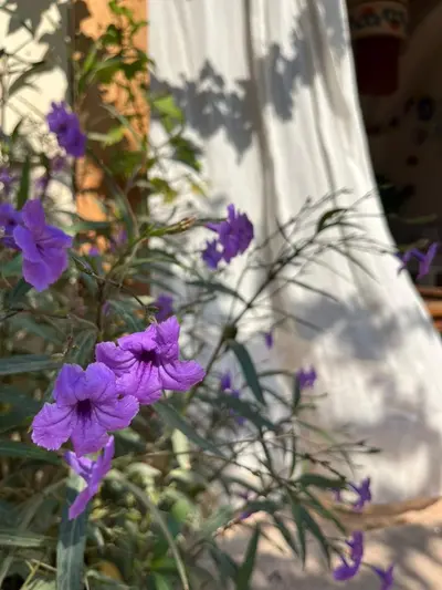 بومگردی ماتوسکا - واحد عشق