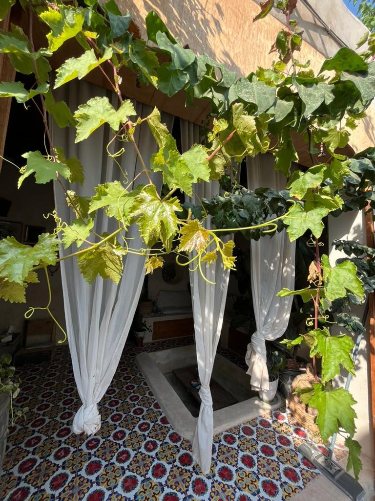 بوم گردی ماتوسکا - واحد عشق