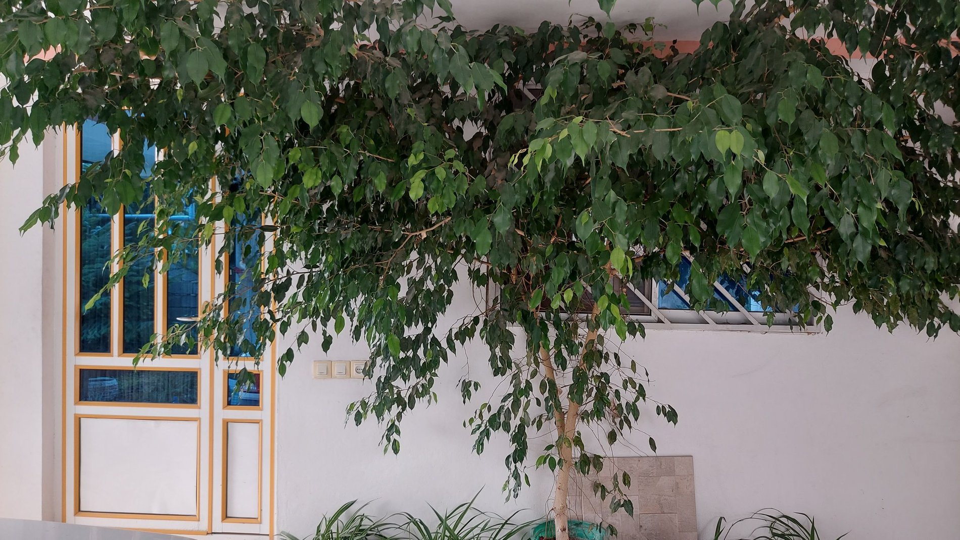 سوئیت یک خوابه دیوان