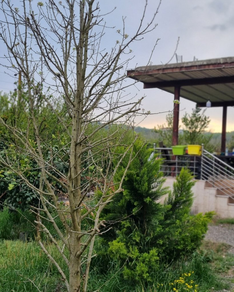 سوئیت یک خوابه ارغوان  4