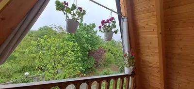 کلبه یک خوابه چوبی سوئیسی ارغوان