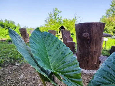 اقامتگاه سنتی میزبان گیل - 1