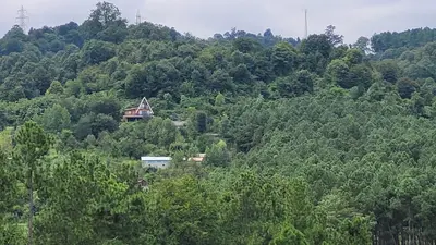 کلبه کلبه چوبی جنگلی کوهپایه‌ای کاج