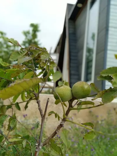 کلبه فلت مزرعه گردشگری ستاره 5