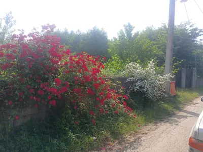 ویلا یک خوابه کاکایی