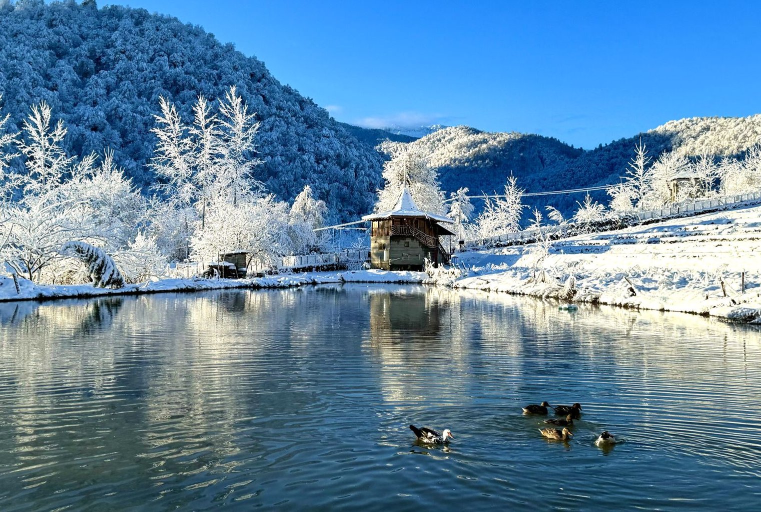 فلت جنگلی دریاچه لفور