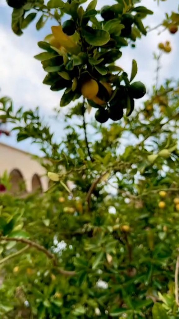 لِیمر بوالخیر - واحد بوم