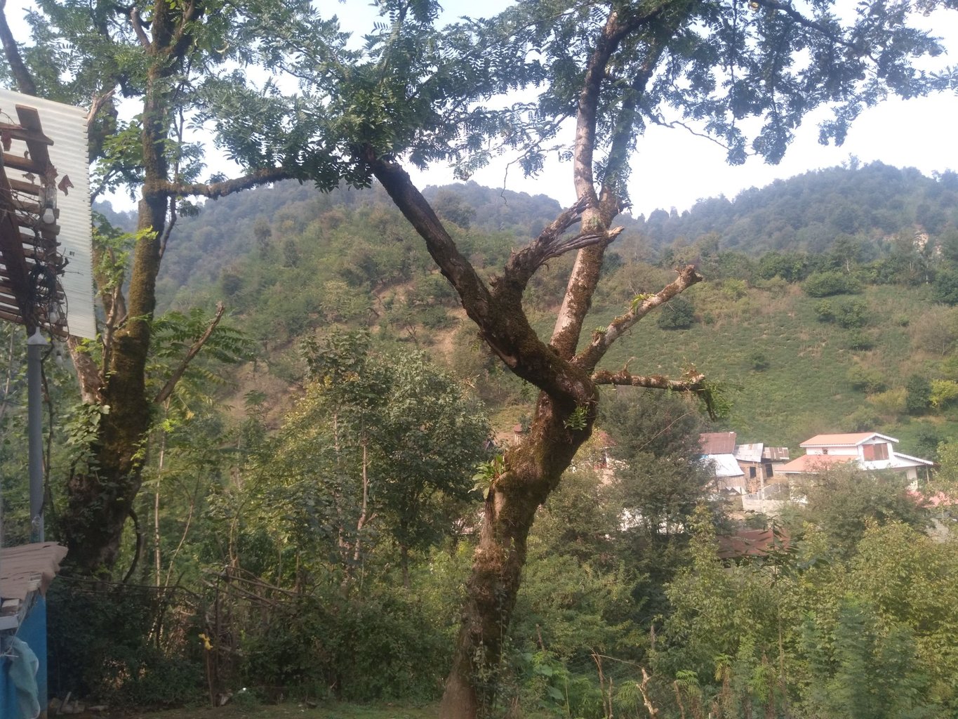 ویلا یک خوابه جنگلی گیلانا