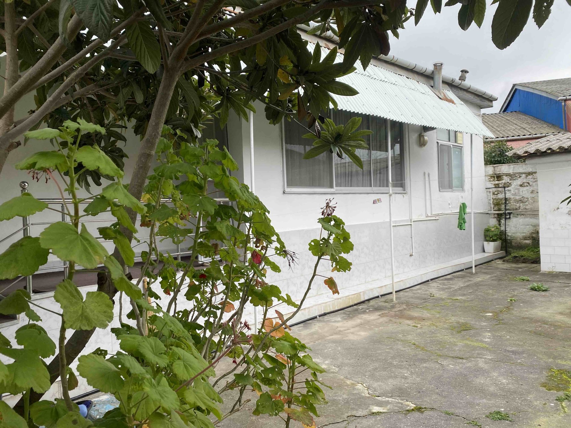 یک خوابه شجردوست