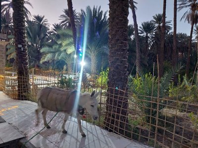 اقامتگاه سنتی کلوت حرفه ای شهداد - واحد 15