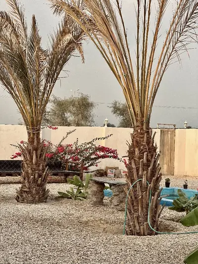 بومگردی لهر - واحد گل ابریشم