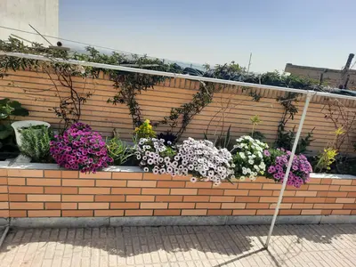 سوئیت فلت عمو عزیز