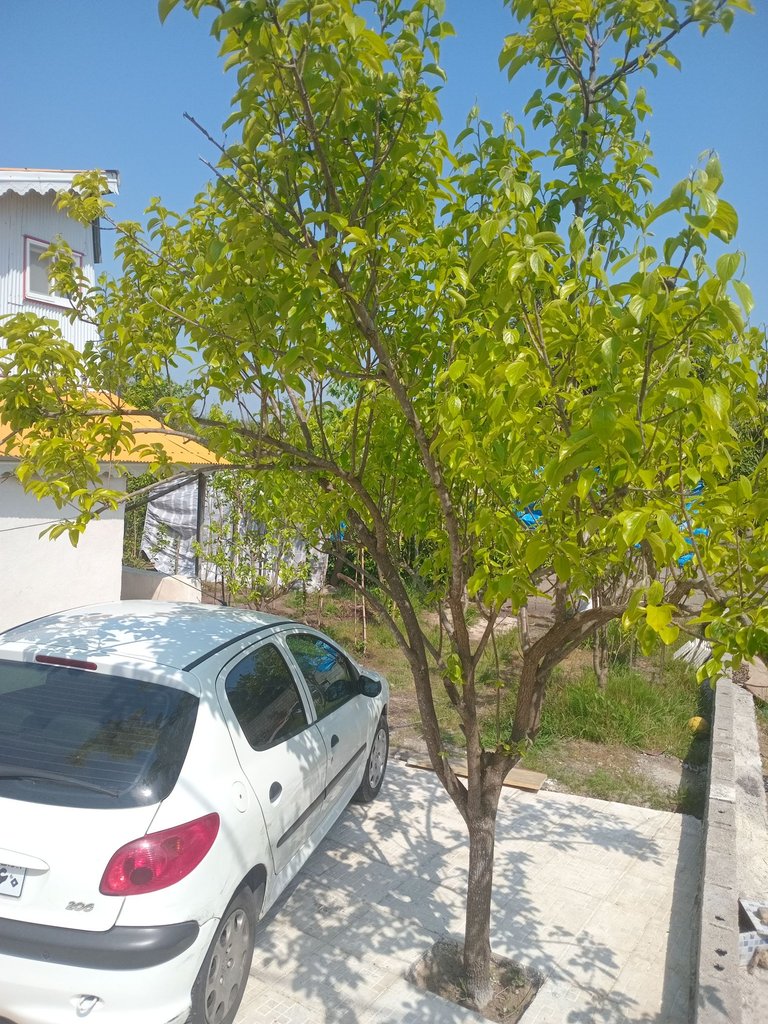 ویلا 2 خوابه نصیری 9 دوطبقه دربست 