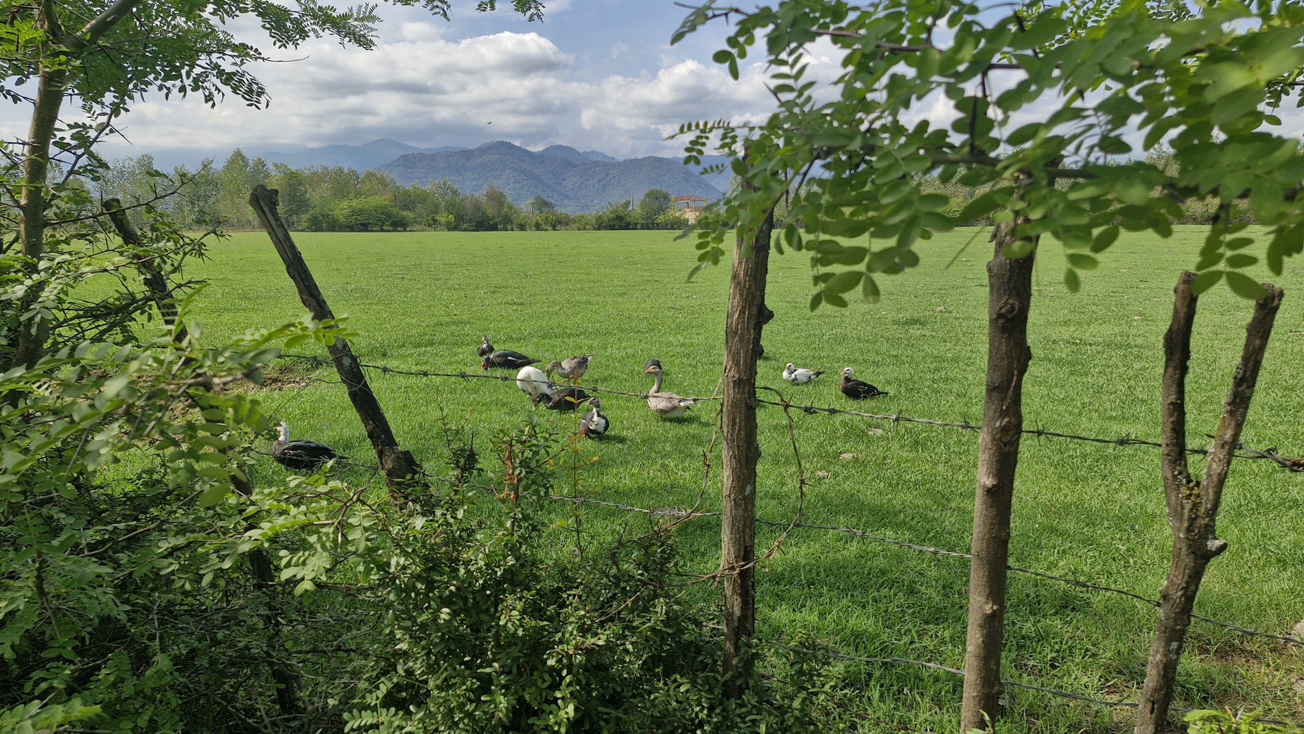 یک خوابه چوبی فلاح